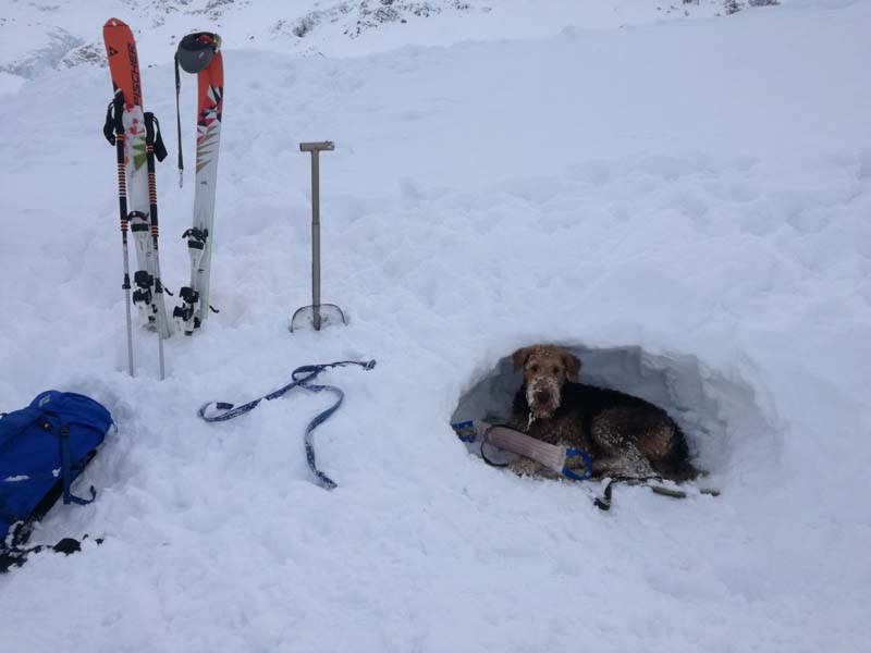 Airedale Terrier Lawinentraining